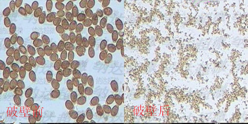 灵芝孢子粉破壁加工