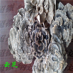 云芝微纳米粉碎加工