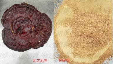 灵芝超微粉碎加工
