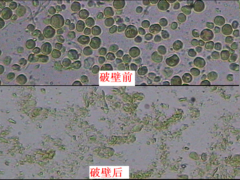 BCW-CH型破壁机