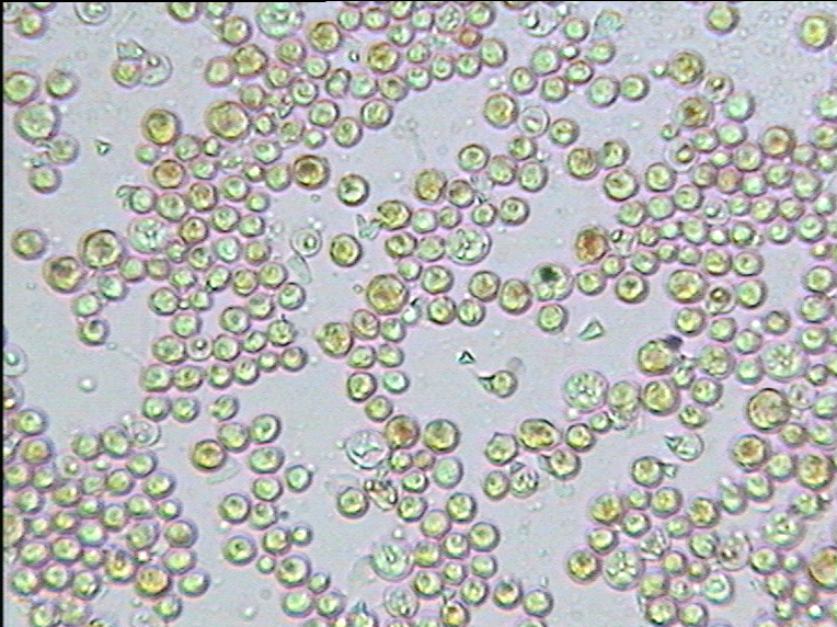 BCW系列破壁机常见问题解答FAQ